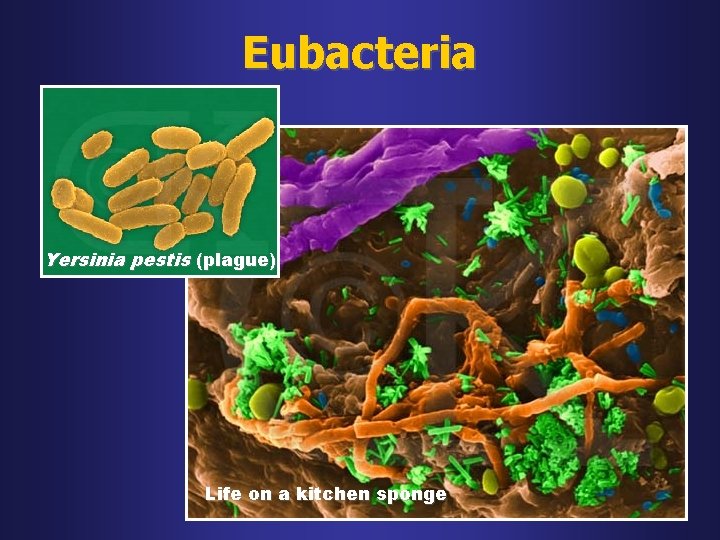 Eubacteria Yersinia pestis (plague) Life on a kitchen sponge 