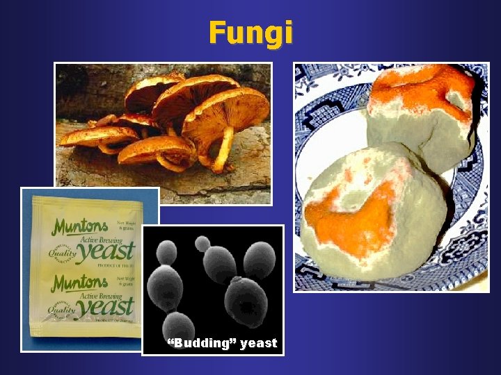 Fungi “Budding” yeast 