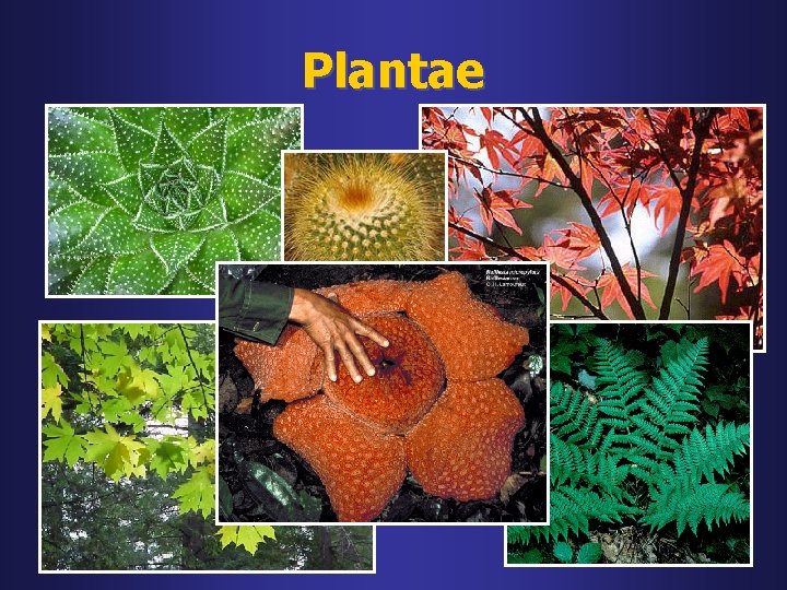 Plantae 