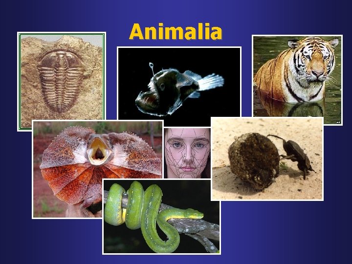 Animalia 