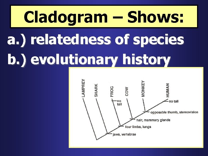 Cladogram – Shows: a. ) relatedness of species b. ) evolutionary history 