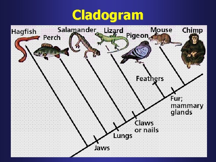 Cladogram 