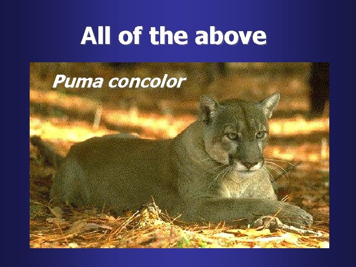 All of the above Puma concolor 