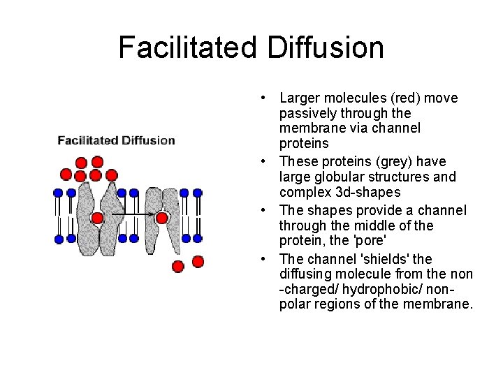 Facilitated Diffusion • Larger molecules (red) move passively through the membrane via channel proteins