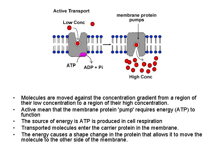  • • • Molecules are moved against the concentration gradient from a region