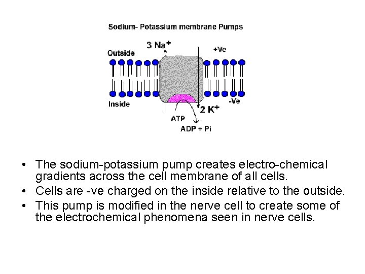  • The sodium-potassium pump creates electro-chemical gradients across the cell membrane of all