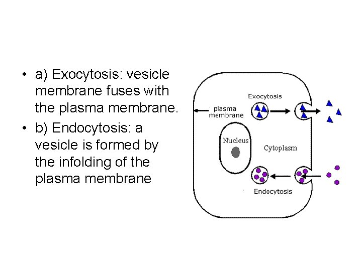  • a) Exocytosis: vesicle membrane fuses with the plasma membrane. • b) Endocytosis: