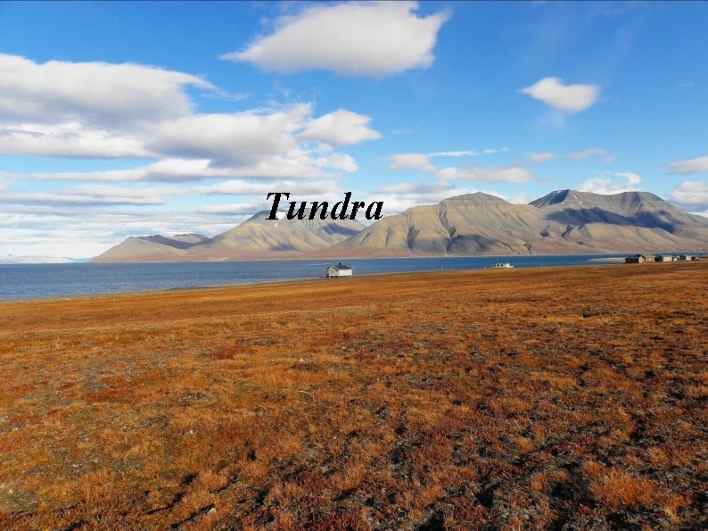 Tundra 
