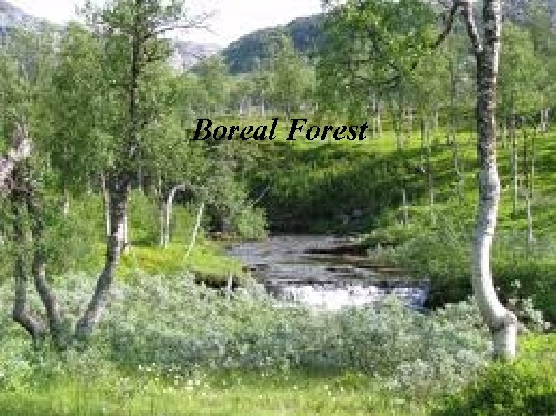 Boreal Forest 
