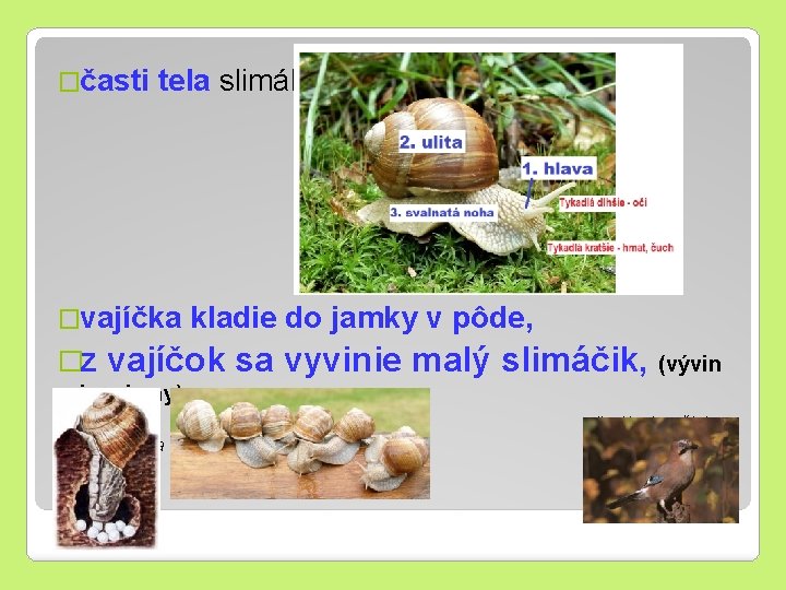 �časti tela slimáka: �vajíčka �z kladie do jamky v pôde, vajíčok sa vyvinie malý