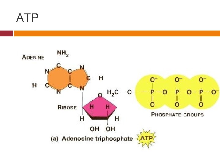 ATP 