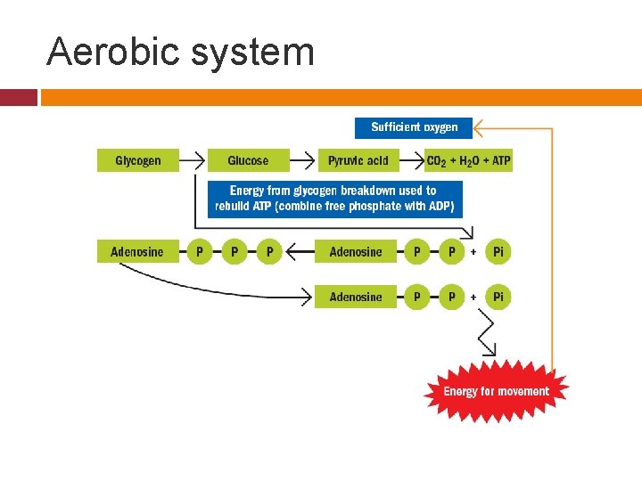 Aerobic system 