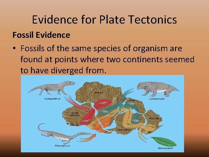 Evidence for Plate Tectonics Fossil Evidence • Fossils of the same species of organism