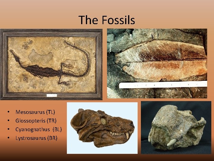 The Fossils • • Mesosaurus (TL) Glossopteris (TR) Cyanognathus (BL) Lystrosaurus (BR) 