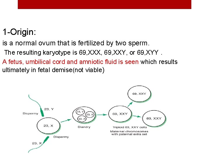 1 -Origin: is a normal ovum that is fertilized by two sperm. The resulting