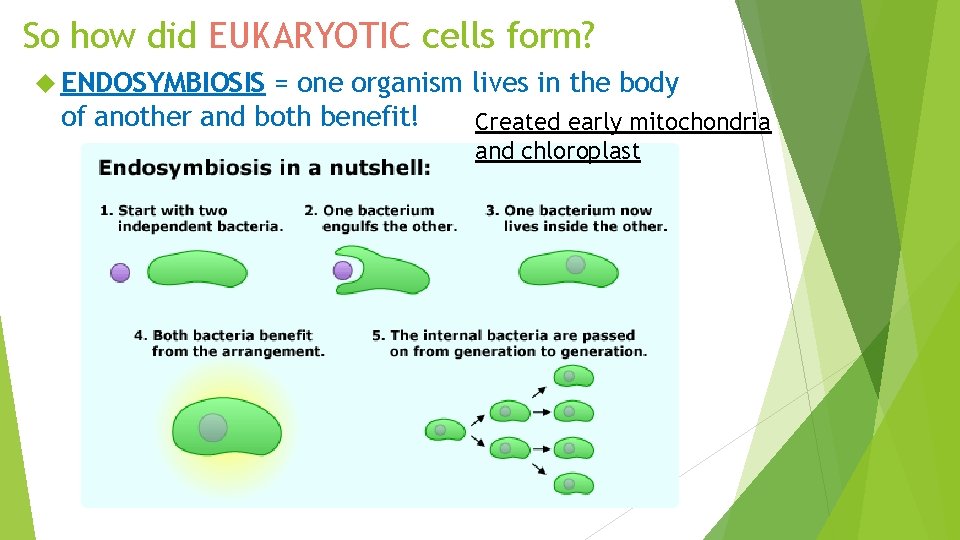 So how did EUKARYOTIC cells form? ENDOSYMBIOSIS = one organism lives in the body