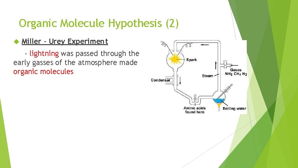 Organic Molecule Hypothesis (2) Miller – Urey Experiment - lightning was passed through the