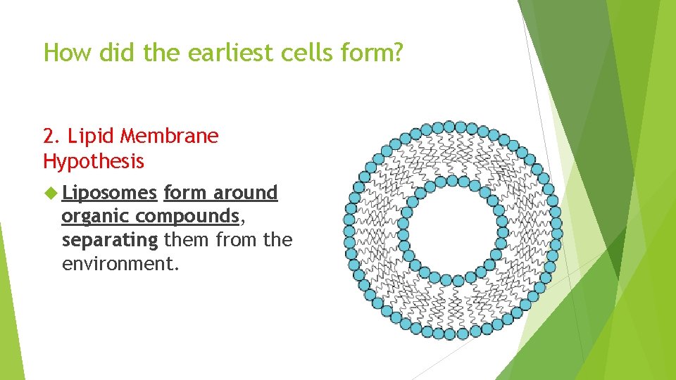 How did the earliest cells form? 2. Lipid Membrane Hypothesis Liposomes form around organic