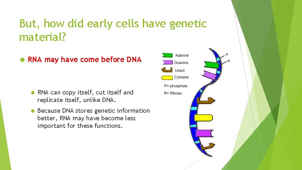 But, how did early cells have genetic material? RNA may have come before DNA