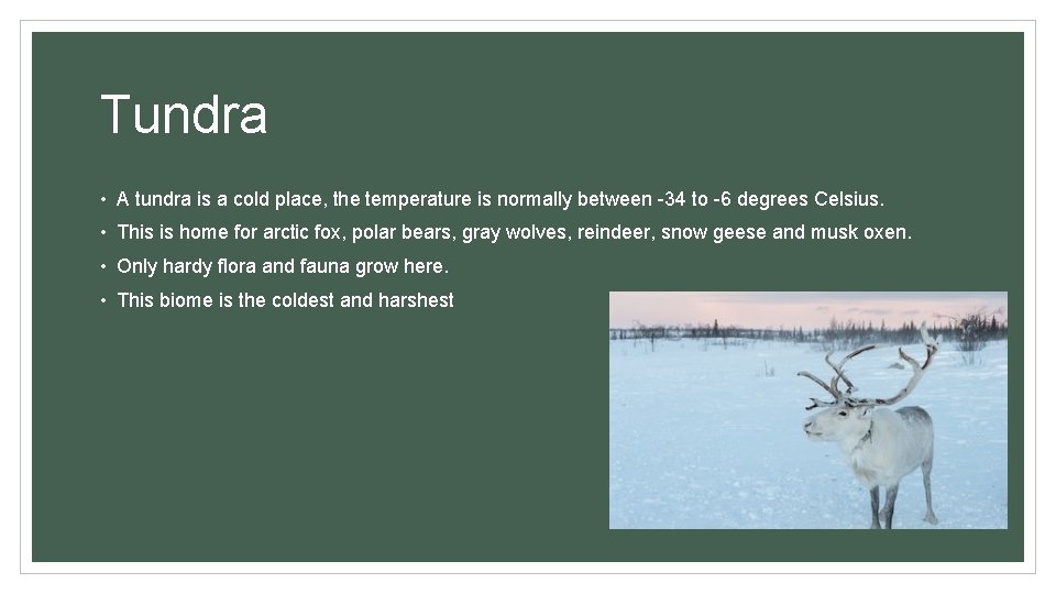 Tundra • A tundra is a cold place, the temperature is normally between -34