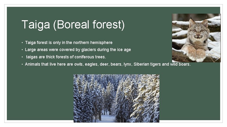 Taiga (Boreal forest) • Taiga forest is only in the northern hemisphere • Large