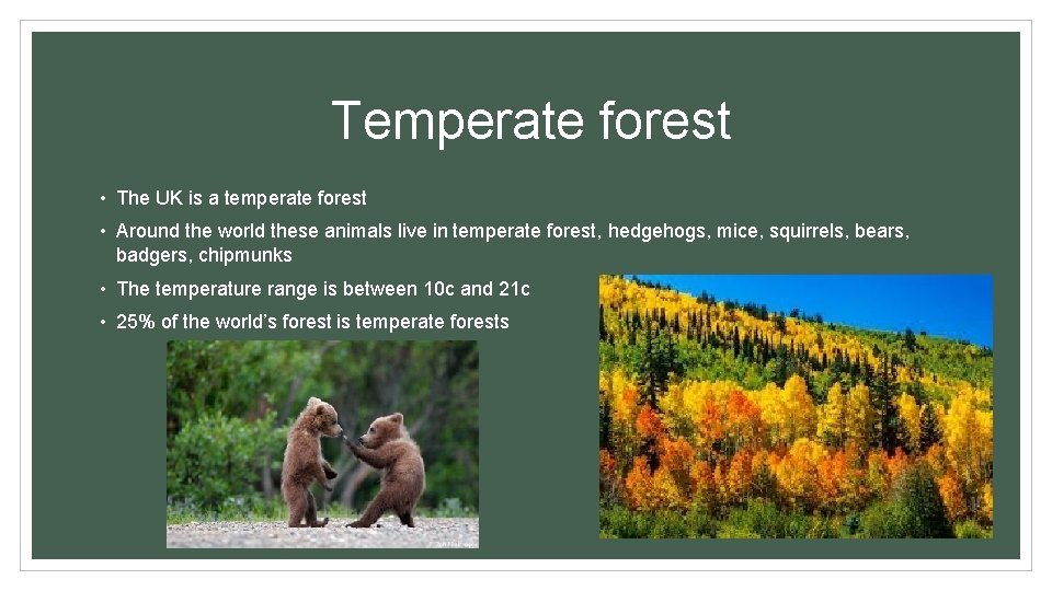 Temperate forest • The UK is a temperate forest • Around the world these