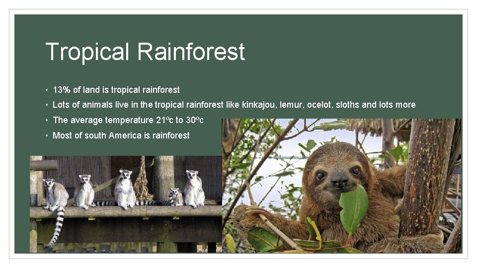 Tropical Rainforest • 13% of land is tropical rainforest • Lots of animals live