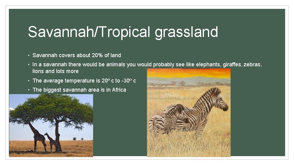 Savannah/Tropical grassland • Savannah covers about 20% of land • In a savannah there