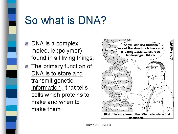 So what is DNA? DNA is a complex molecule (polymer) found in all living