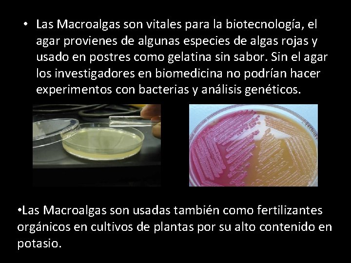  • Las Macroalgas son vitales para la biotecnología, el agar provienes de algunas