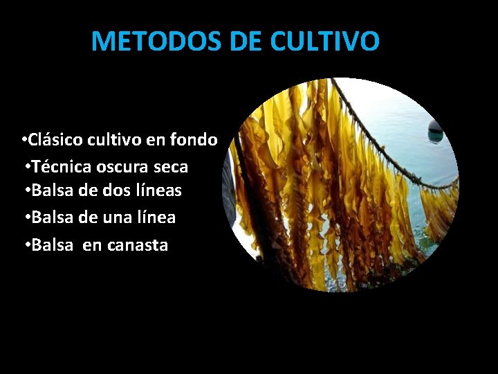 METODOS DE CULTIVO • Clásico cultivo en fondo • Técnica oscura seca • Balsa