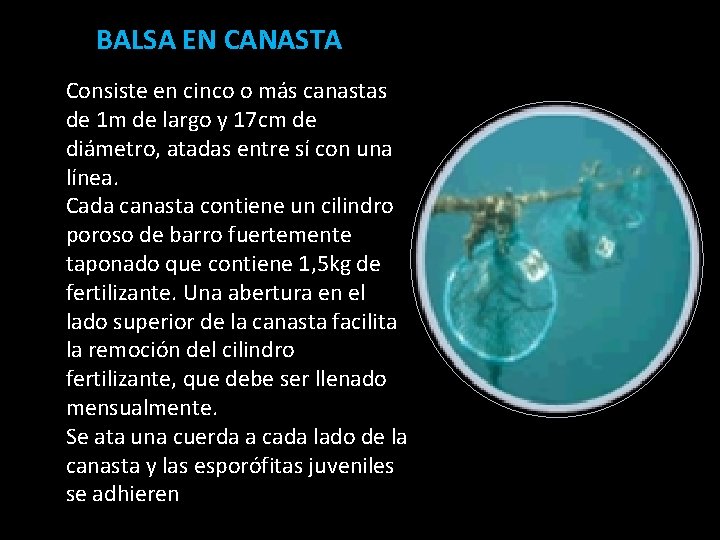 BALSA EN CANASTA Consiste en cinco o más canastas de 1 m de largo