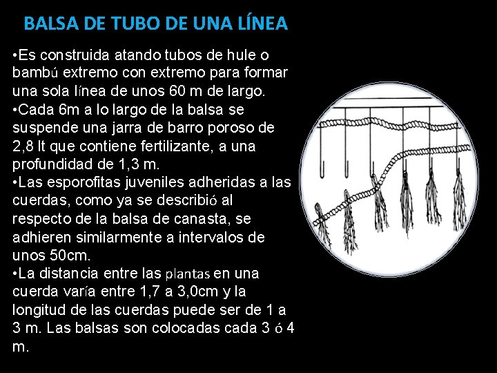 BALSA DE TUBO DE UNA LÍNEA • Es construida atando tubos de hule o