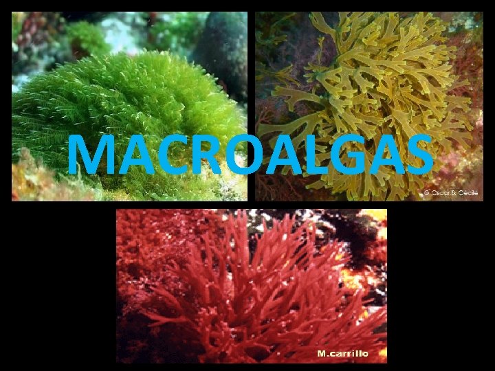 MACROALGAS 