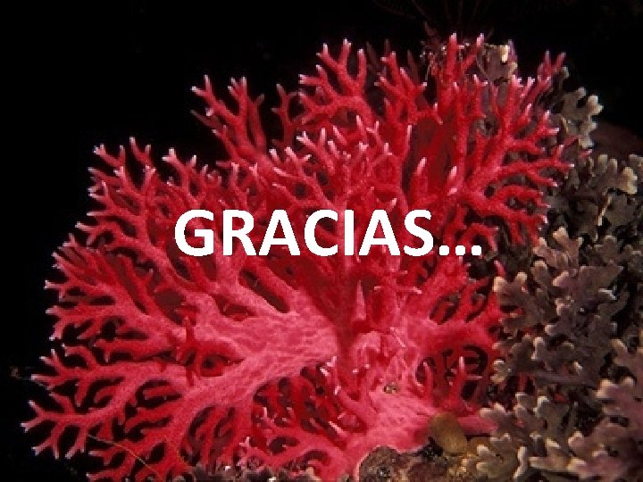 GRACIAS… 