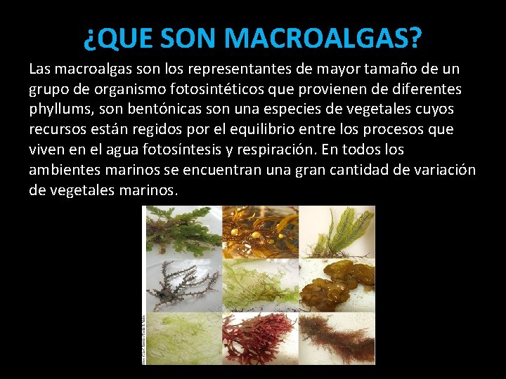 ¿QUE SON MACROALGAS? Las macroalgas son los representantes de mayor tamaño de un grupo