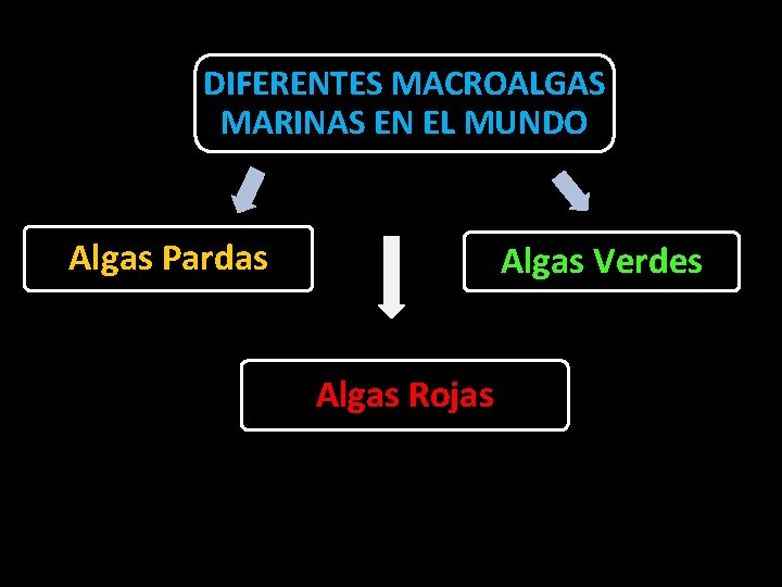 DIFERENTES MACROALGAS MARINAS EN EL MUNDO Algas Pardas Algas Verdes Algas Rojas 