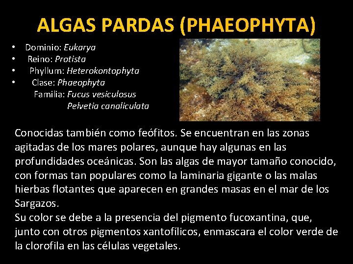 ALGAS PARDAS (PHAEOPHYTA) • Dominio: Eukarya • Reino: Protista • Phyllum: Heterokontophyta • Clase: