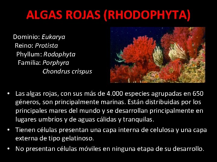 ALGAS ROJAS (RHODOPHYTA) Dominio: Eukarya Reino: Protista Phyllum: Rodophyta Familia: Porphyra Chondrus crispus •