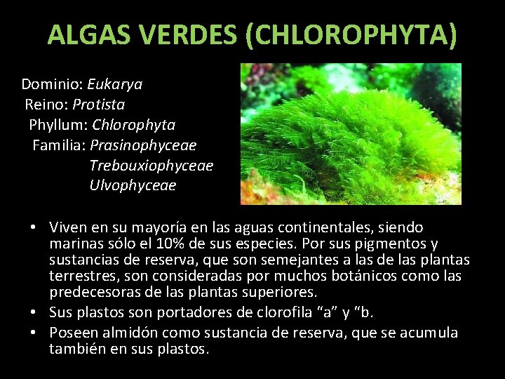 ALGAS VERDES (CHLOROPHYTA) Dominio: Eukarya Reino: Protista Phyllum: Chlorophyta Familia: Prasinophyceae Trebouxiophyceae Ulvophyceae •