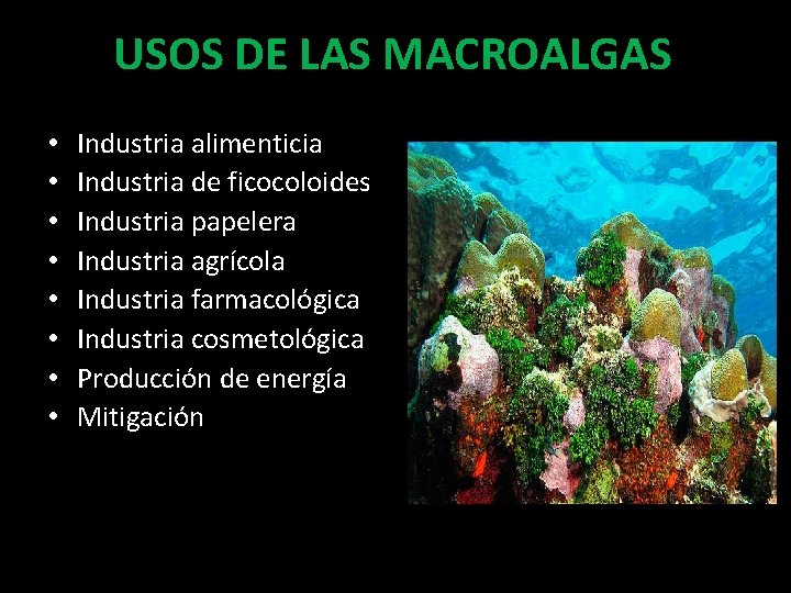 USOS DE LAS MACROALGAS • • Industria alimenticia Industria de ficocoloides Industria papelera Industria