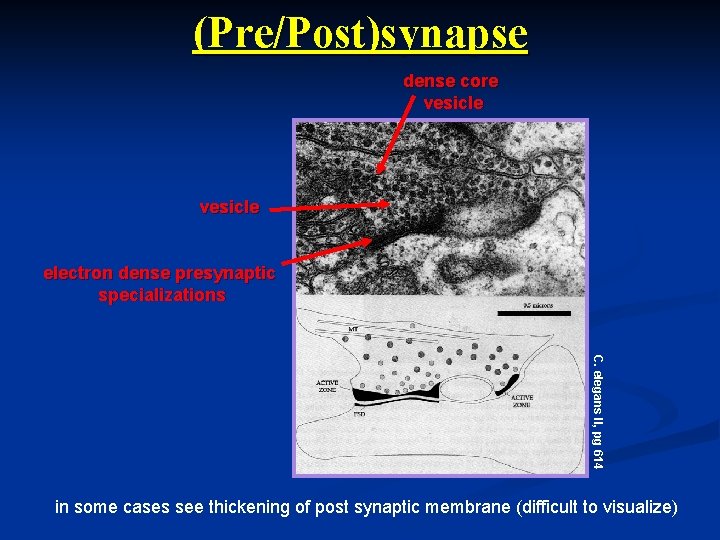 (Pre/Post)synapse dense core vesicle electron dense presynaptic specializations C. elegans II, pg 614 in