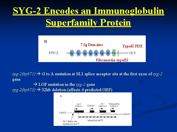 SYG-2 Encodes an Immunoglobulin Superfamily Protein 7 Ig Domains Type. II PDZ Fibronectin type.