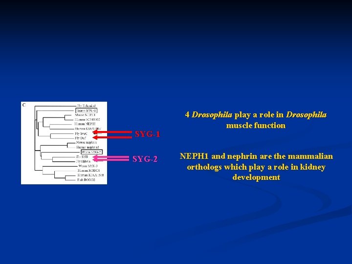 SYG-1 SYG-2 4 Drosophila play a role in Drosophila muscle function NEPH 1 and