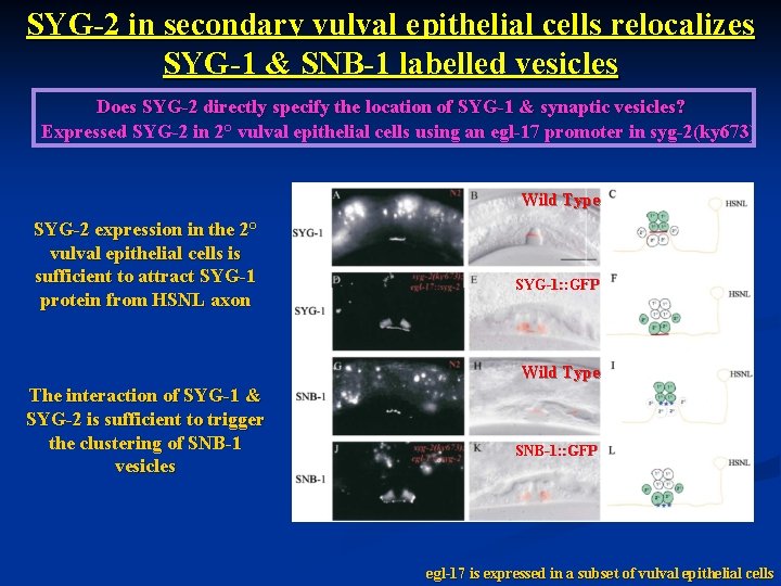 SYG-2 in secondary vulval epithelial cells relocalizes SYG-1 & SNB-1 labelled vesicles Does SYG-2