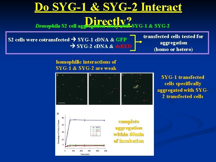 Do SYG-1 & SYG-2 Interact Directly? Drosophila S 2 cell aggregation assay with SYG-1