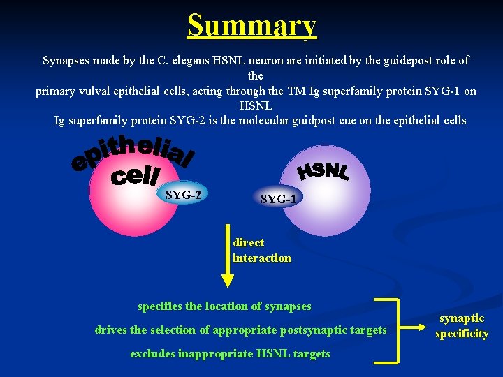 Summary Synapses made by the C. elegans HSNL neuron are initiated by the guidepost