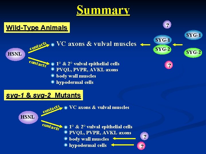 Summary ? Wild-Type Animals HSNL cts a t n co cont acts SYG-1 VC