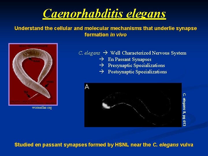 Caenorhabditis elegans Understand the cellular and molecular mechanisms that underlie synapse formation in vivo