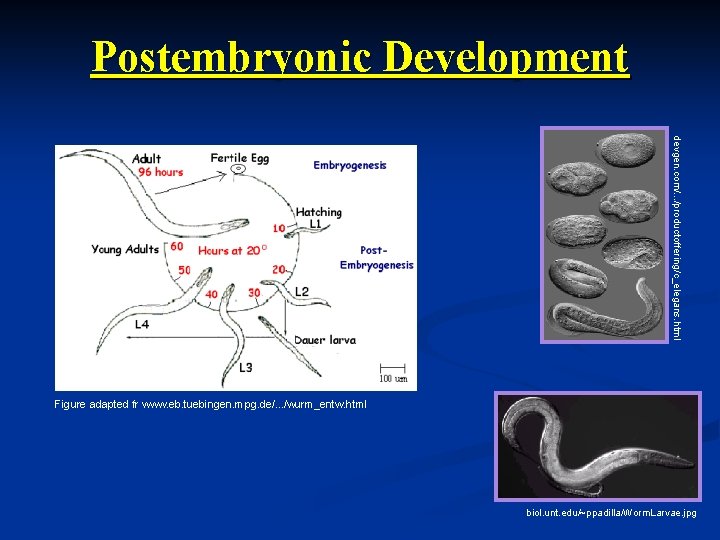 Postembryonic Development devgen. com/. . . /productoffering/c_elegans. html Figure adapted fr www. eb. tuebingen.